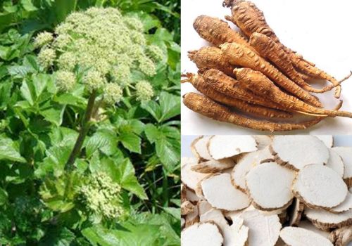 BẠCH CHỈ - DƯỢC LIỆU NINH HIỆP