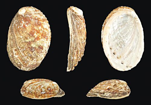 THẠCH QUYẾT MINH - DƯỢC LIỆU NINH HIỆP