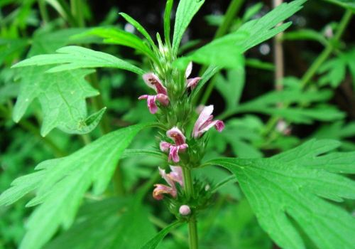 ÍCH MẪU - DƯỢC LIỆU NINH HIỆP