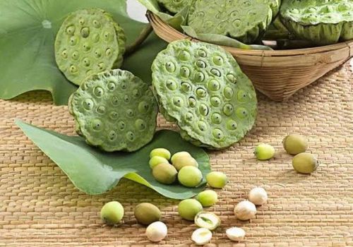 Vị thuốc Liên Nhục - Dược liệu Ninh Hiệp