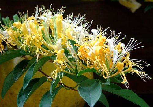 KIM NGÂN HOA - DƯỢC LIỆU NINH HIỆP